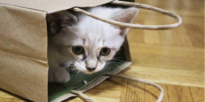 紙袋の中に猫が入っている